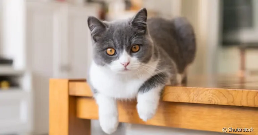 Gatos têm personalidade vincada e certos comportamentos podem afastá-los