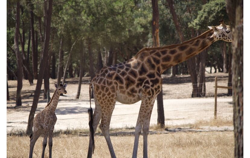 Girafa bebé junta-se à família no Badoca Park