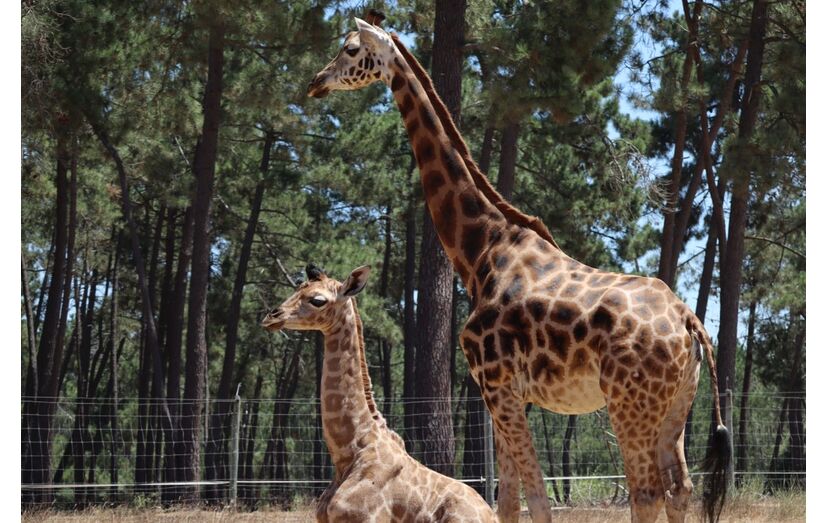 Girafa bebé é a nova atração do Badoca Park