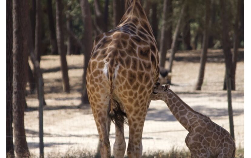 Girafa bebé, espécie ameaçada, nasceu no Badoca Safari Park, em Vila Nova de Santo André