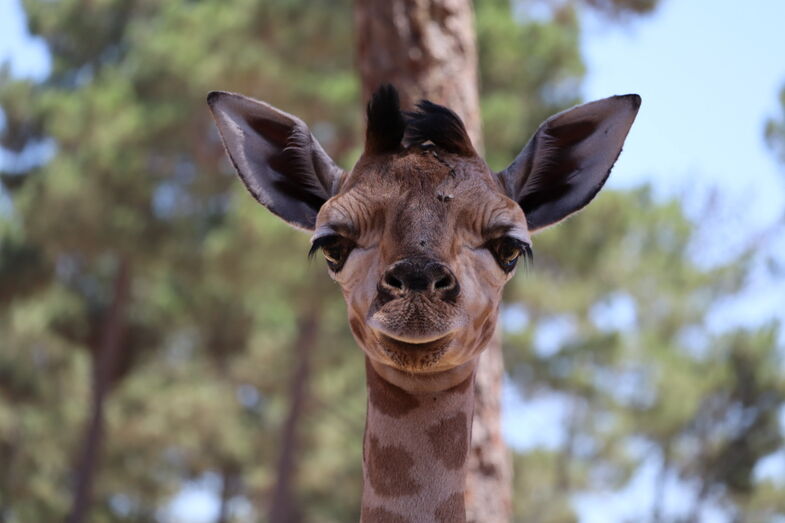 Girafa bebé Nubiana nasceu no Badoca Safari Park, em Vila Nova de Santo André