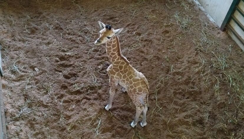 Girafa bebé nasce no Badoca Safari Park, um marco importante para a conservação da espécie