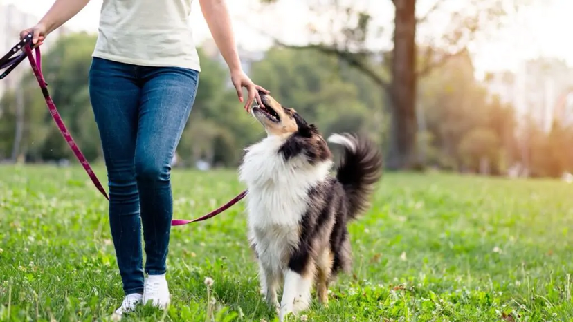 Soluções para animais de estimação solitários com dona e cão num parque