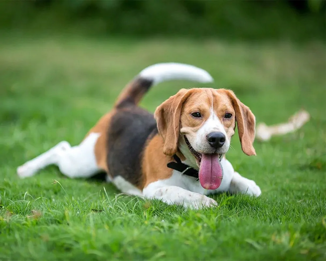 GPS ajuda a localizar animais de estimação
