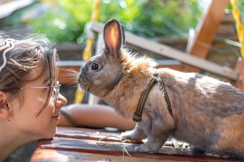 Coelho e mulher interagem num dia de verão; animais mudam comportamento com o calor