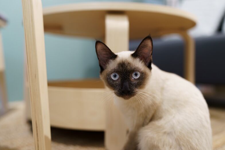 Gato siamês com olhos azuis altera comportamento no verão