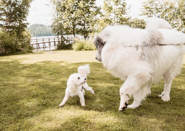 Cães de grande e pequeno porte requerem cuidados diferentes para uma vida longa e saudável