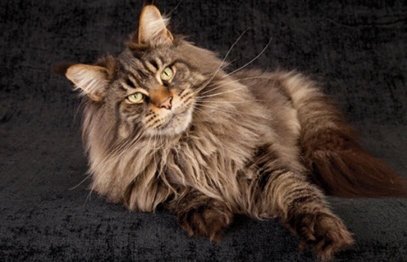 Maine Coon