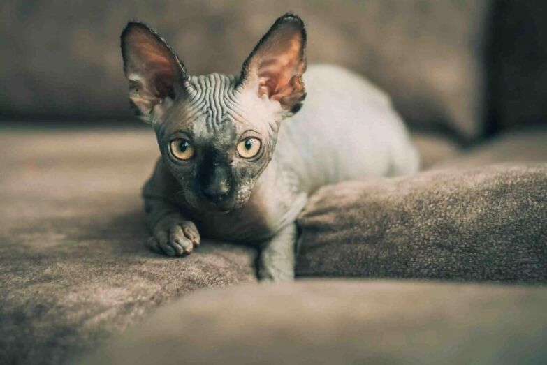 Sphynx