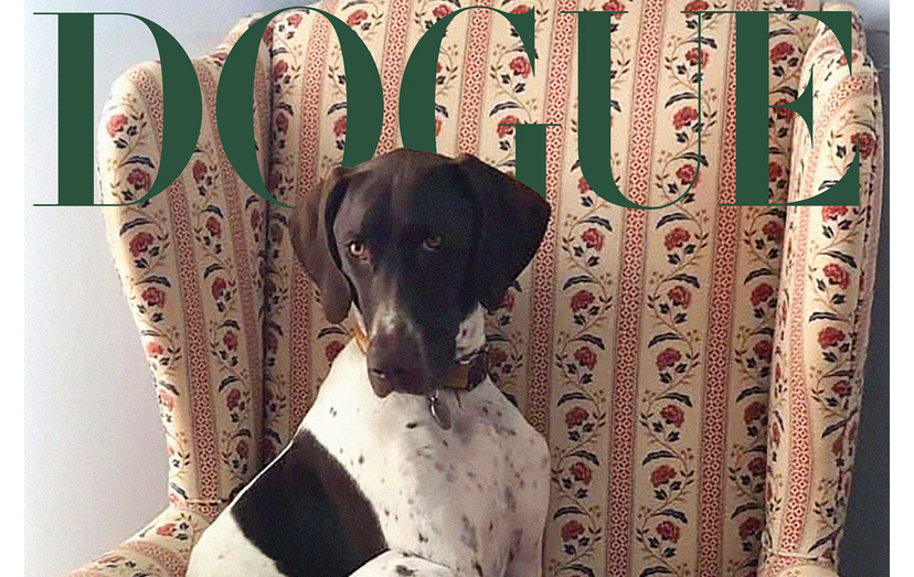Tango - Vencedor da Dogue 2025.webp