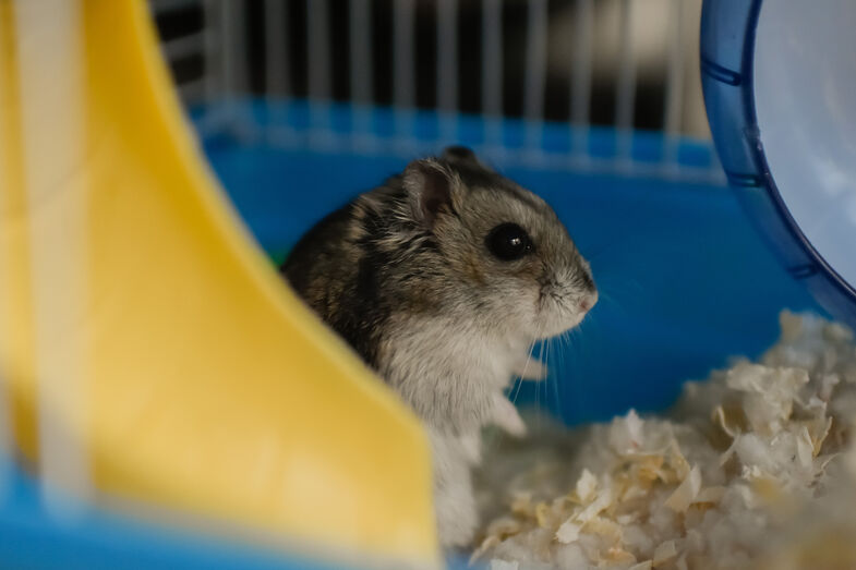 Um hamster fofo numa gaiola promete ternura e é boa companhia em casas pequenas
