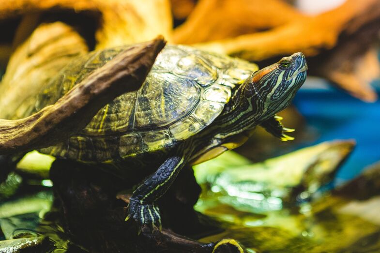 Tartaruga de água: um animal de estimação que não ocupa muito espaço e faz companhia