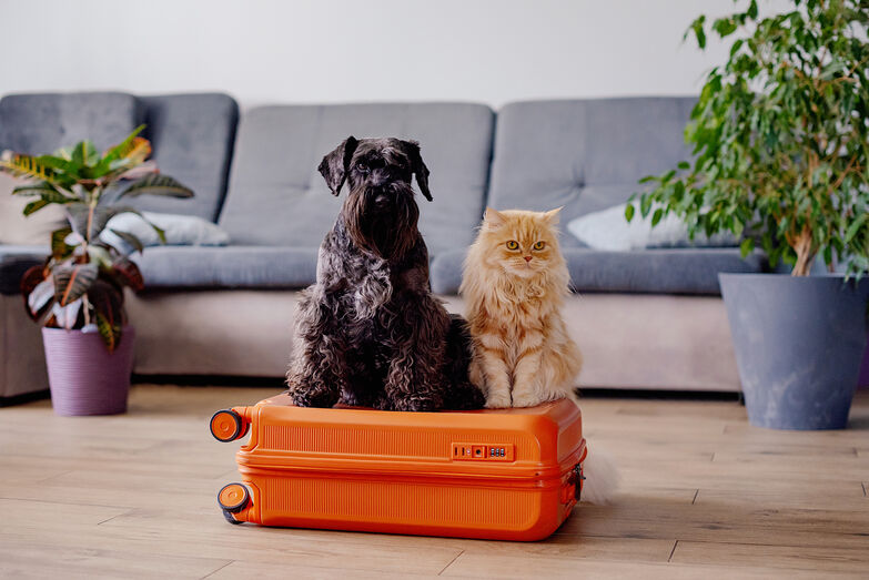 Cão e gato juntos numa mala: seguro Fidelidade Pets garante proteção e cuidados para o seu animal