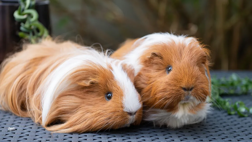 Porquinhos-da-índia: animais sociais precisam de companhia para serem felizes