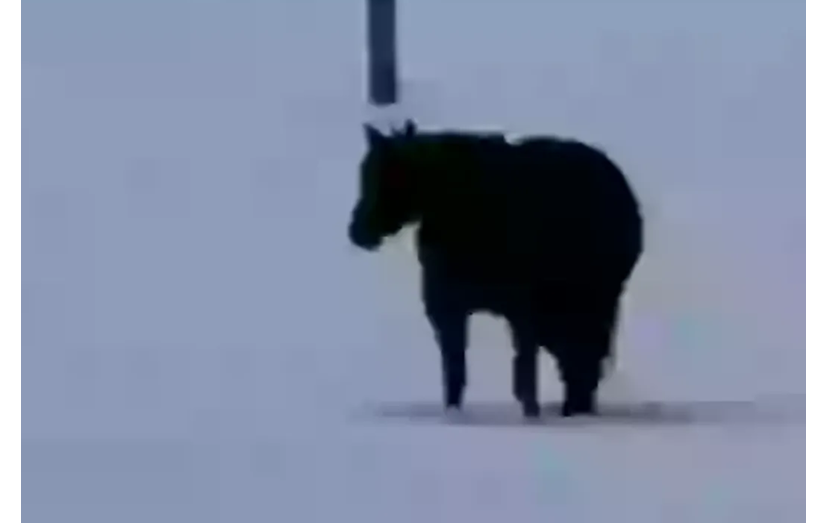 Cavalo preto na neve gera debate online: aproxima-se ou afasta-se?