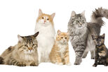 Estas são as principais características das 6 raças de gatos preferidas pelos portugueses