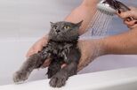 Nos dias de calor, será boa ideia dar banho ao gato para refrescar. Saiba tudo sobre os prós e os contras