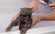 Gato recebe banho de duche com expressão tensa