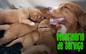Veterinário de serviço explica cuidados durante a gravidez de cadelas e gatas