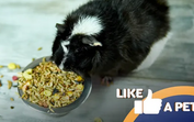 Hamster saboreia refeição