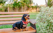 Tem um Dachshund? Então este encontro é para si!