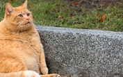 Obesidade em animais: peso a mais causa problemas de saúde em cães e gatos