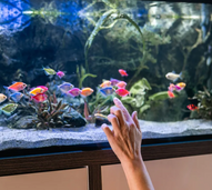 Dicas para manter um aquário saudável: qualidade da água, alimentação e limpeza