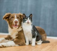 Amigos ou rivais? Temos 5 dicas para socializar cães e gatos de forma positiva e sem dramas