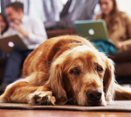 Cão deitado enquanto pessoas trabalham em computadores. Stress afeta imunidade animal