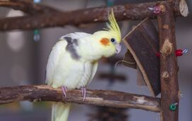Estão entre os pets mais populares em Portugal e no mundo: descubra o que faz das catarruas um animal tão adorável