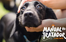 Acha que o seu animal sofre de ansiedade por separação? Saiba o que é, quais os sinais e como corrigir
