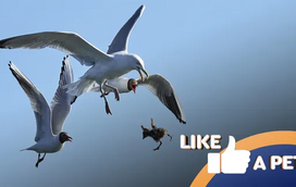 Cuidado com as bicadas! Estas aves não estão para brincadeiras