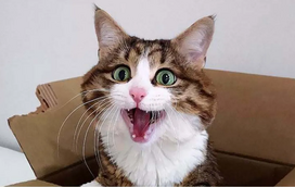 Já ouviu falar no Rexie, o gato mais expressivo do mundo? É um verdadeiro fenómeno da internet!