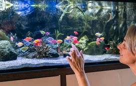Estas dicas são infalíveis para que consiga mantero aquário saudável para os seus peixinhos