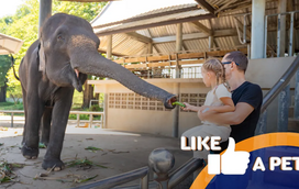 Um verdadeiro safari de risos! Prepare-se para os momentos mais cómicos no Zoo