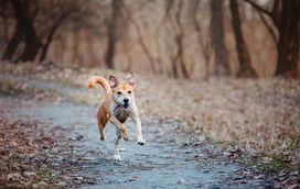 Projeto "Vet na Rua" está de volta a Lisboa e ajuda família desfavorecidas com serviços veterinários