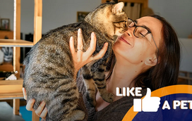 Amor ou apetite? Estes gatos não largam os seus tutores!