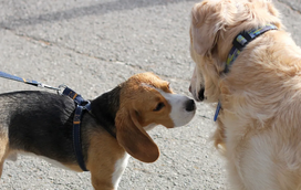 Já reparou que os cães se cumprimentam com o olfacto? Há um motivo para isso