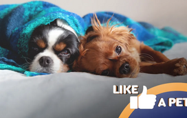 Dormir em paz? Não na casa destes animais traquinas!