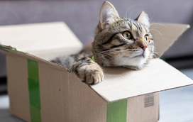 O seu gato é obcecado por caixas? É normal... e há várias explicações para este comportamento