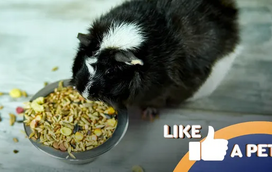 Pequenos no tamanho, gigantes no apetite. Estes hamsters adoram comer!