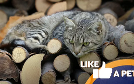 Caixa? Armário? Vaso? Qualquer lugar serve como esconderijo para estes gatos