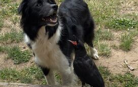 Amizades extraordinárias! A história do cão e do corvo que se tornaram amigos inseparáveis desde que se conheceram