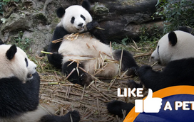 Prepare-se para as peripécias destes pandas trapalhões