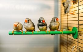 Já conhece as 5 aves preferidas das famílias portuguesas? Confirme aqui a lista
