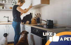 Quem será que vai ganhar este "Masterchef Pets"?