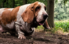 Dachshunds, Bassets e Corgis são as raças que mais sofrem com dores de costas. Saiba como ajudar o seu patudo