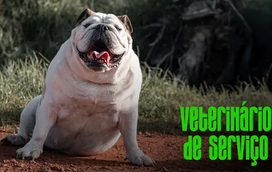 O seu patudo está com excesso de peso? Conheça os riscos e como prevenir a obesidade