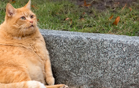 Peso a mais é sinónimo de graves problemas de saúde... até nos seus animais! As seis doenças mais associadas à obesidade em cães e gatos