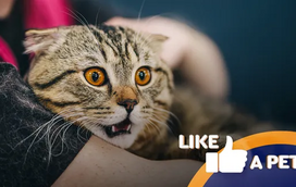 Cenas dignas de um filme de terror. Prepare-se para os melhores sustos felinos!